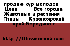 продаю кур молодок. › Цена ­ 320 - Все города Животные и растения » Птицы   . Красноярский край,Бородино г.